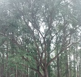 COPASA São Vicente de Minas - foto 2