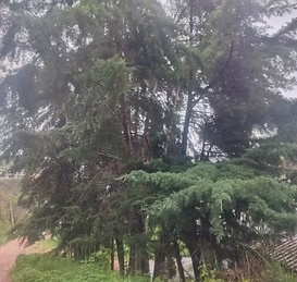 Cipreste Bairro Santo Antônio - foto 1